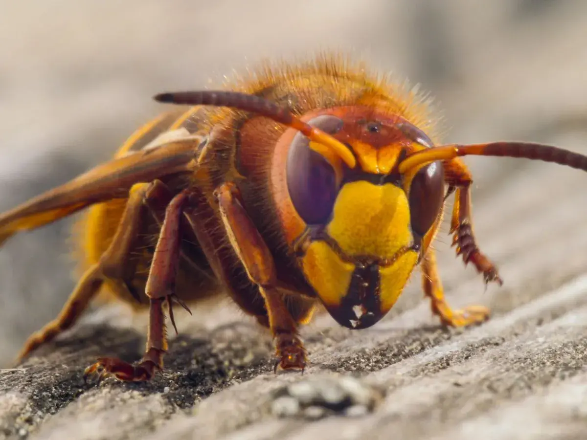 Szerszeń, groźny naturalny wróg osy, z bliska na drewnianej powierzchni.