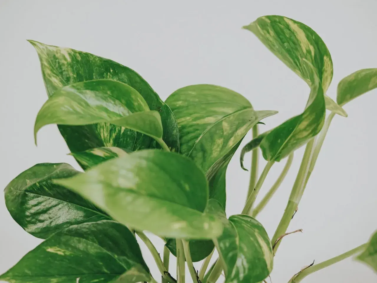 En närbild av en gullranka med gröna blad och inslag av gula blad.