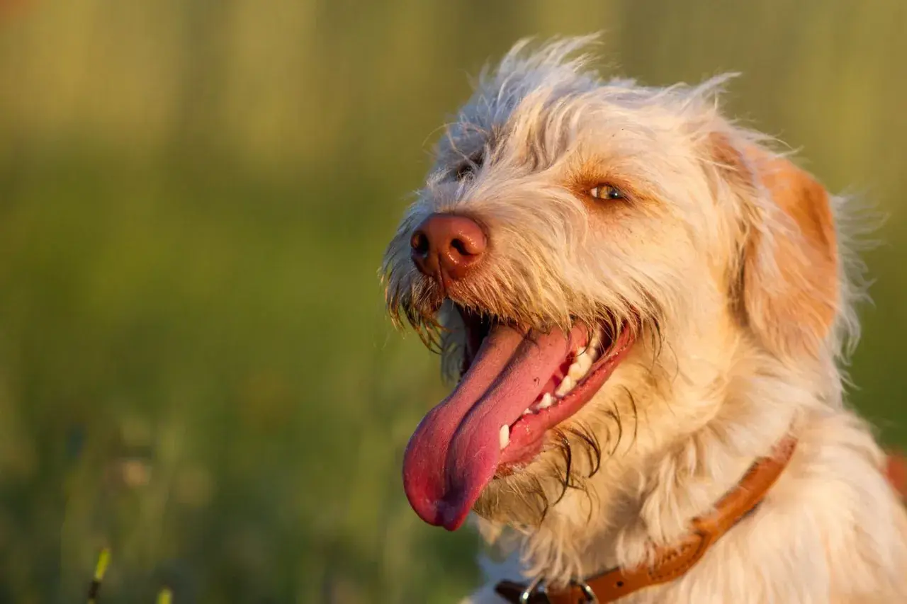 Ein glücklicher Hund hechelt abends im warmen Licht. Sein Fell ist hell, die Zunge weit herausgestreckt.