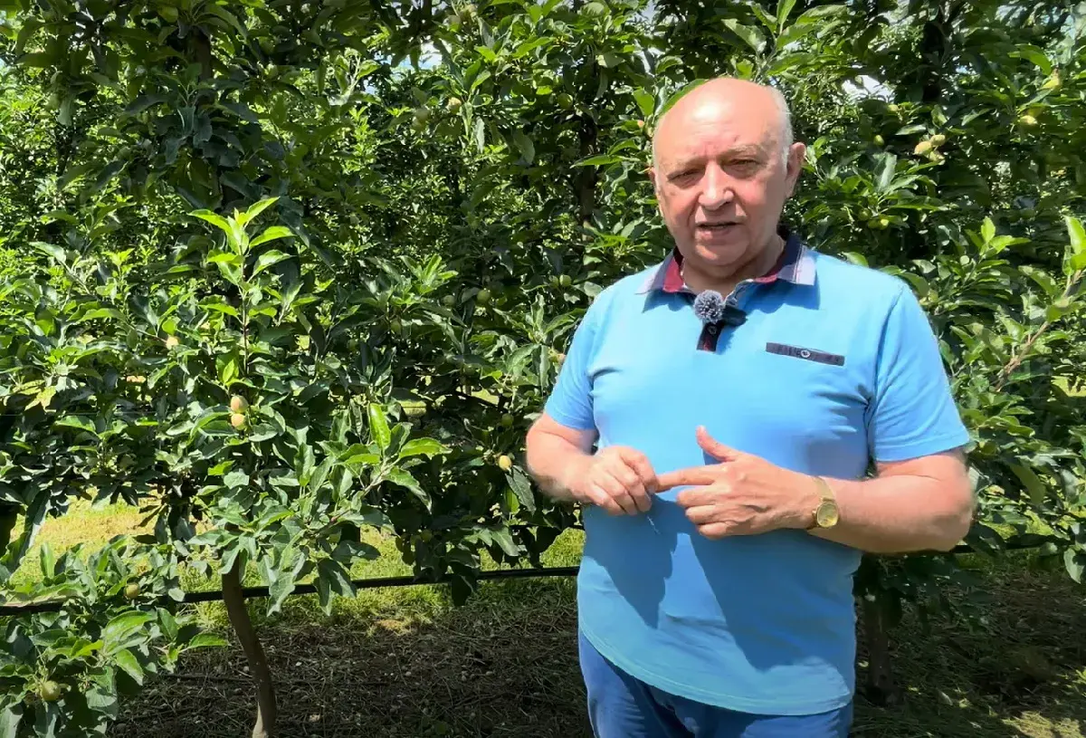 Mężczyzna w sadzie jabłoniowym opowiada o znaczeniu nawożenia, np. chlorkiem wapnia, dla zdrowia drzew.
