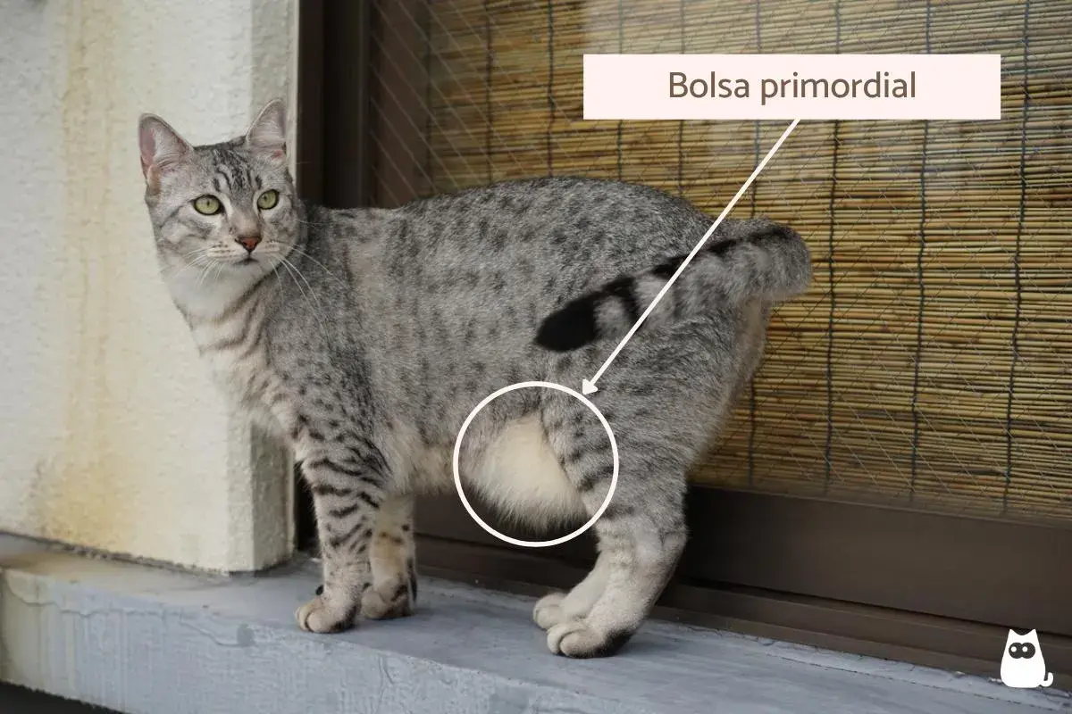 Gato atigrado con una bolsa primordial visible en su abdomen.