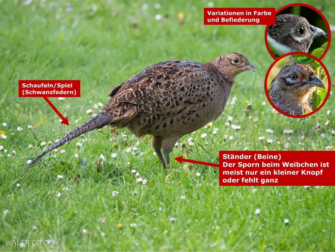 Ein weiblicher Fasan steht im Gras. Seine Schwanzfedern sind lang und gemustert. Kleine weiße Blüten bedecken den grünen Rasen.