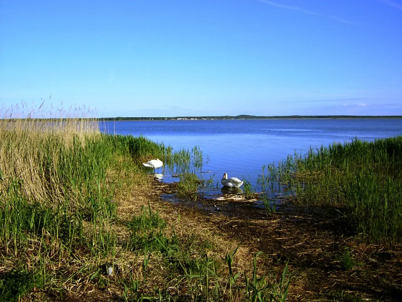 Dwa łabędzie na spokojnym jeziorze otoczonym trzcinami i zielenią.
