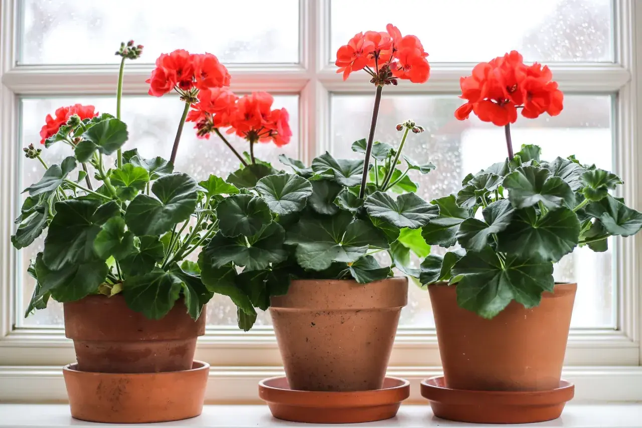 Tre krukor med röda pelargoner i olika pelargon sorter står på en fönsterbräda.