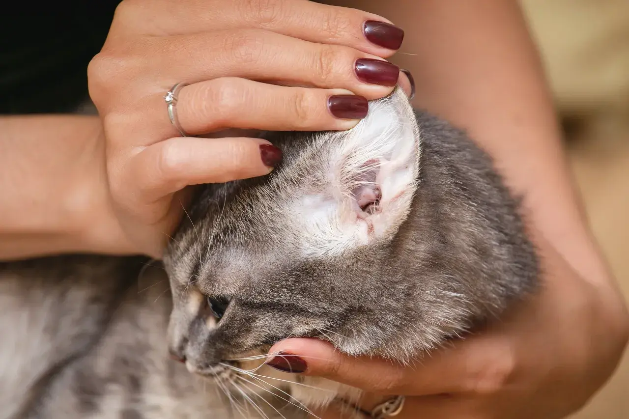 Ohrmilben bei Katzen behandeln: Die besten Medikamente und Tipps
