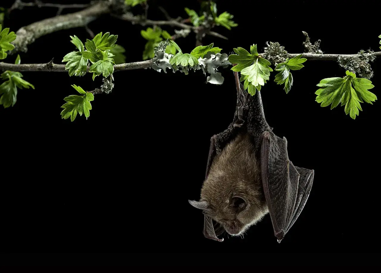Un murciélago cuelga de una rama con hojas verdes, como si estuviera a punto de soñar con murciélagos.