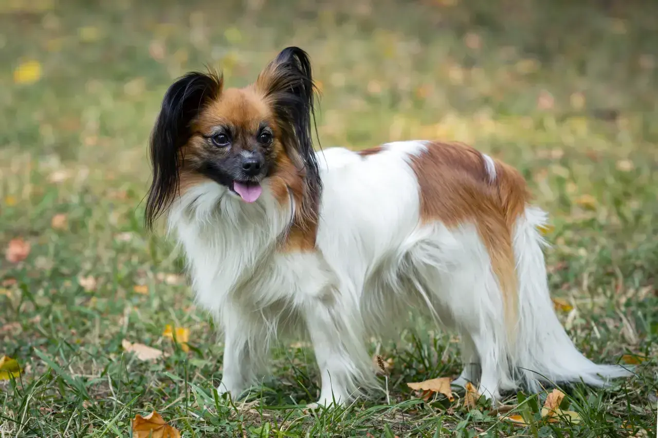 Uroczy spaniel miniaturka z długą, puszystą sierścią i charakterystycznymi uszami stoi na trawie.