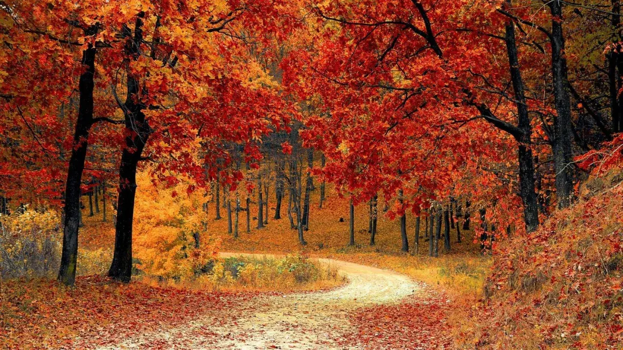 Senderos cubiertos de hojas rojas y doradas, entre árboles de **paisajes bosque otoño** vibrantes.