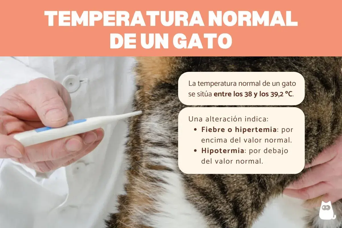 Veterinario mide la temperatura normal de un gato, entre 38 y 39,2 °C. Fiebre o hipotermia son alteraciones.