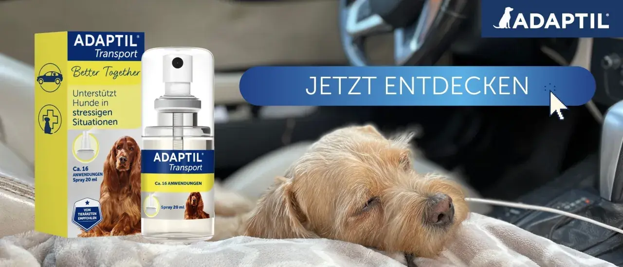 ADAPTIL Transport Spray hilft Hunden bei stressigen Situationen, wie z.B. bei der **Reisekrankheit Hund**. Ein entspannter Hund im Auto.