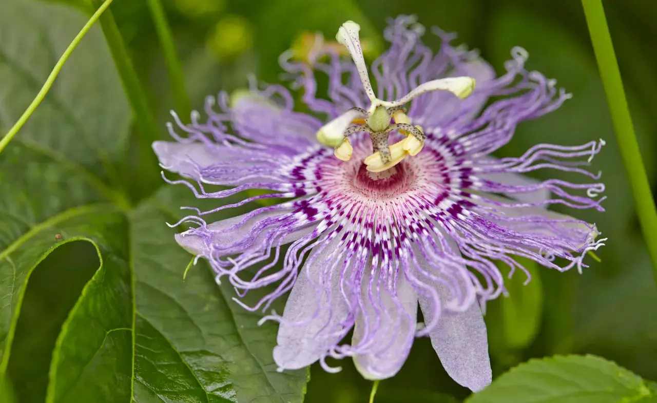 Eine lila Passionsblume mit feinen Fäden. Für die richtige **Passionsblume Pflege** braucht sie viel Sonne und einen guten Rückschnitt.