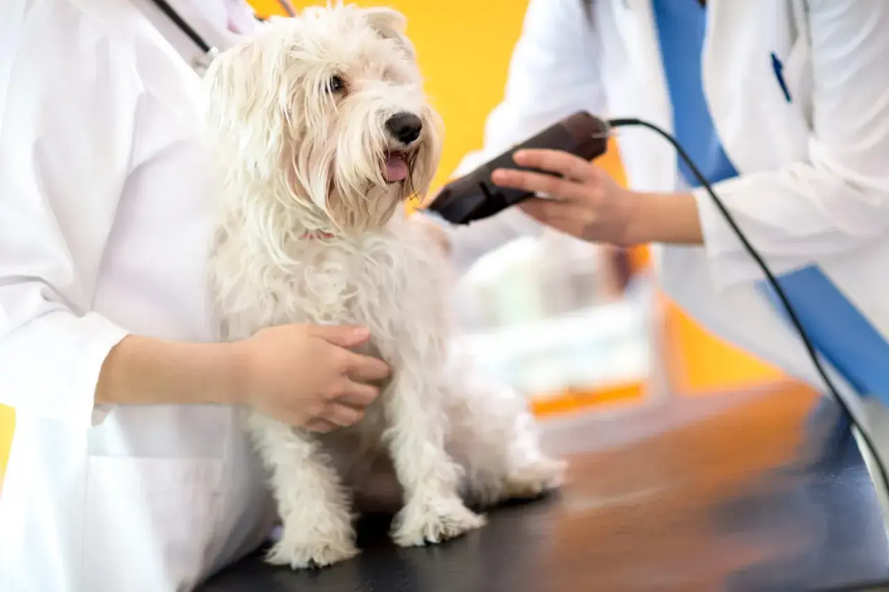 Tierpfleger schneidet einem weißen Hund die Haare mit einer Schermaschine.