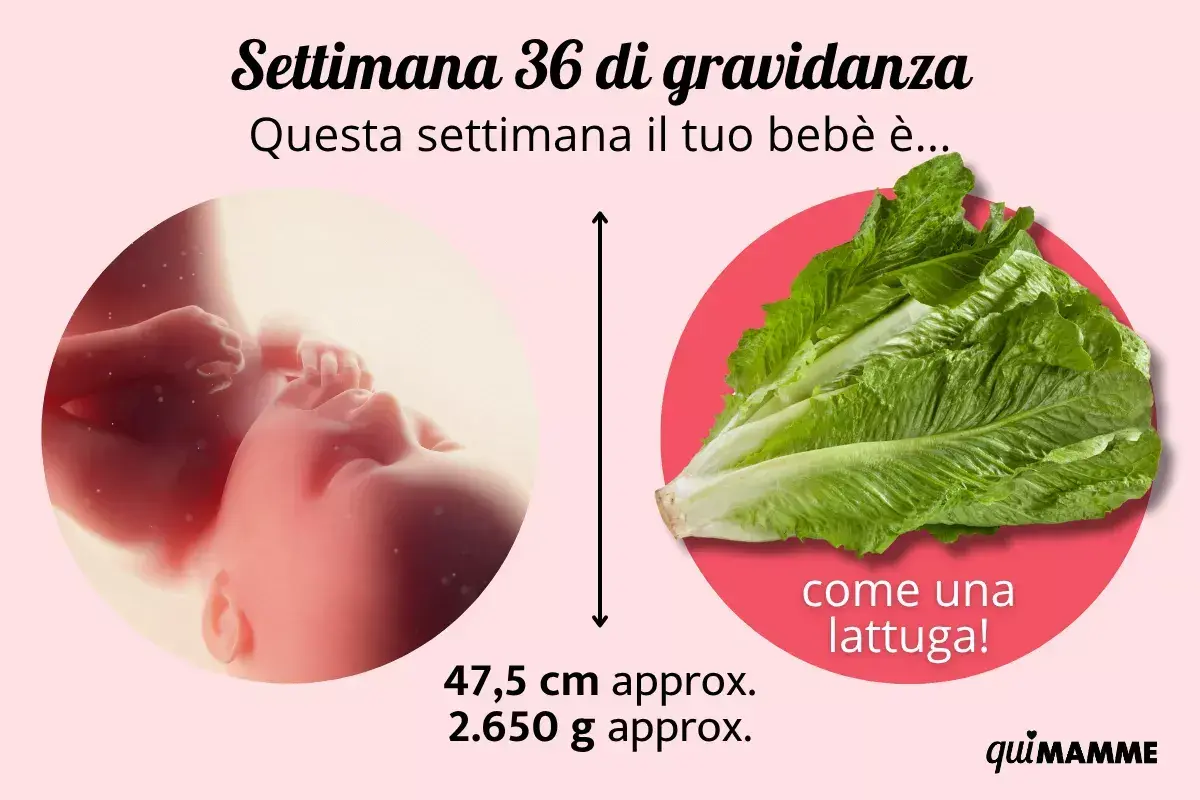 A 36 settimane di gravidanza, il tuo bimbo è grande come una lattuga romana, circa 47,5 cm e 2.650 g.