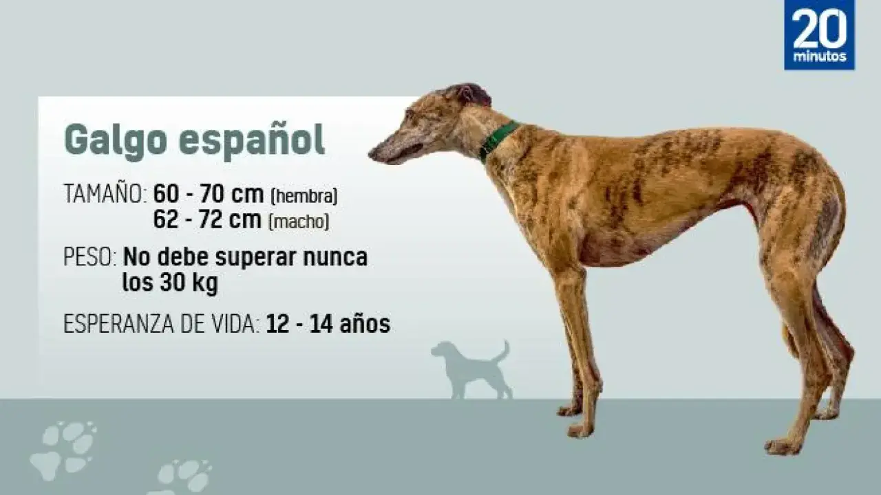 Un elegante galgo español, con su pelaje atigrado y su porte esbelto, se muestra junto a datos sobre su tamaño, peso y esperanza de vida.