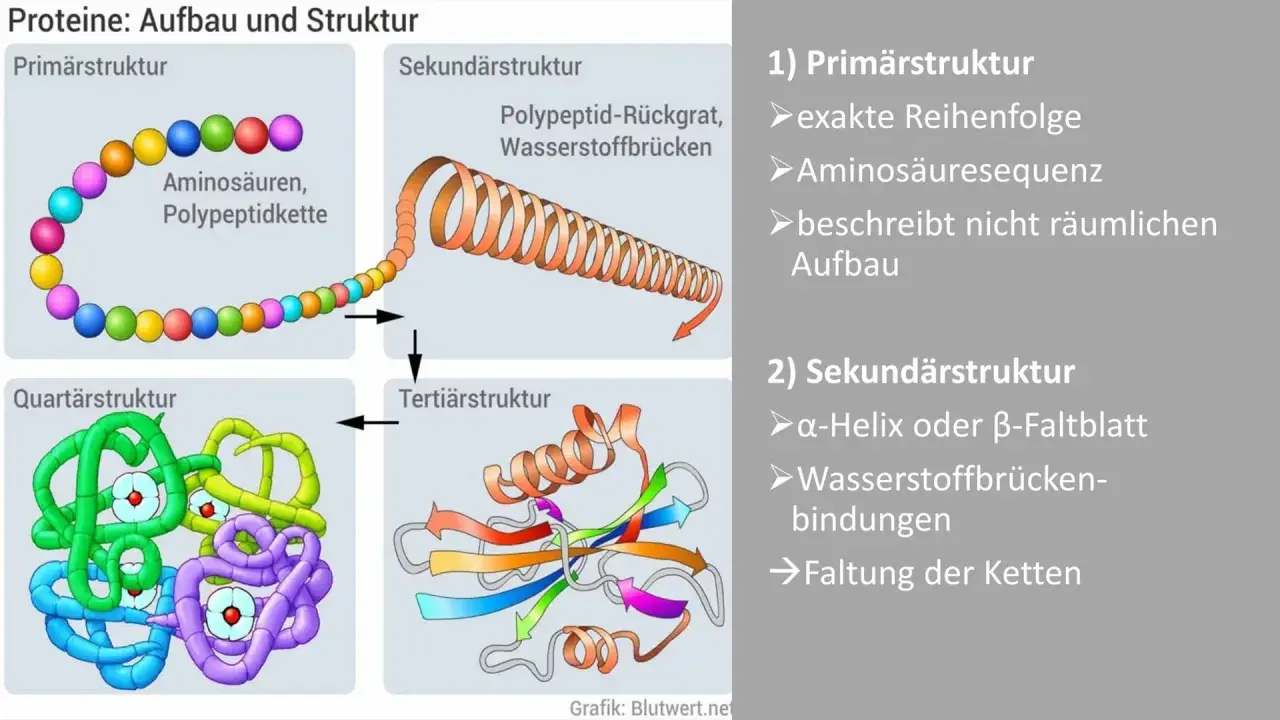 Schema zeigt den Proteine Aufbau: von Aminosäuren zur komplexen Quartärstruktur. Der Proteine Aufbau erklärt die Faltung.