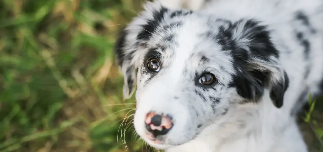 Uroczy piesek z merle umaszczeniem patrzy z nadzieją. Czy Pedigree to dobra karma dla niego?