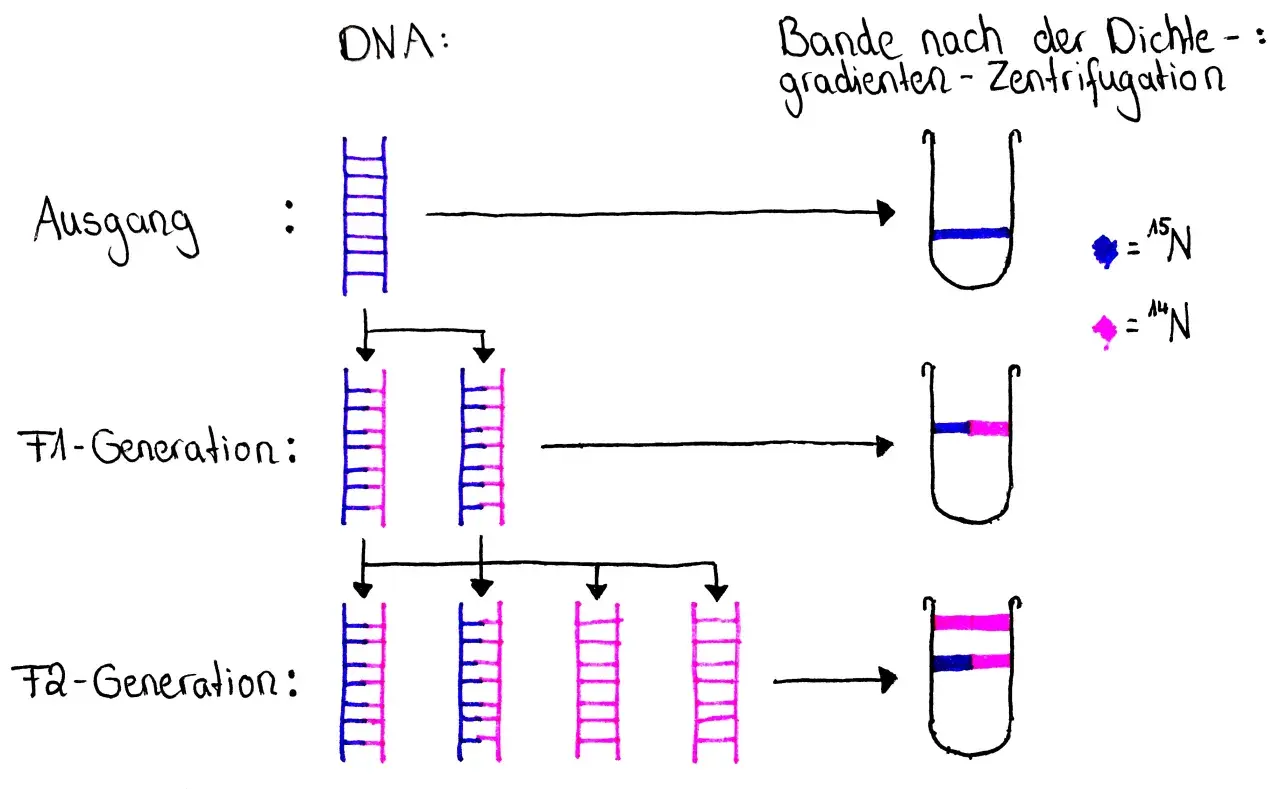 Das Meselson-Stahl-Experiment zeigt DNA-Replikation: Anfangs nur schweres ¹⁵N-DNA (blau), dann gemischte ¹⁵N/¹⁴N-DNA (F1, blau/rosa), schließlich ¹⁴N-DNA (F2, rosa) und gemischte DNA.