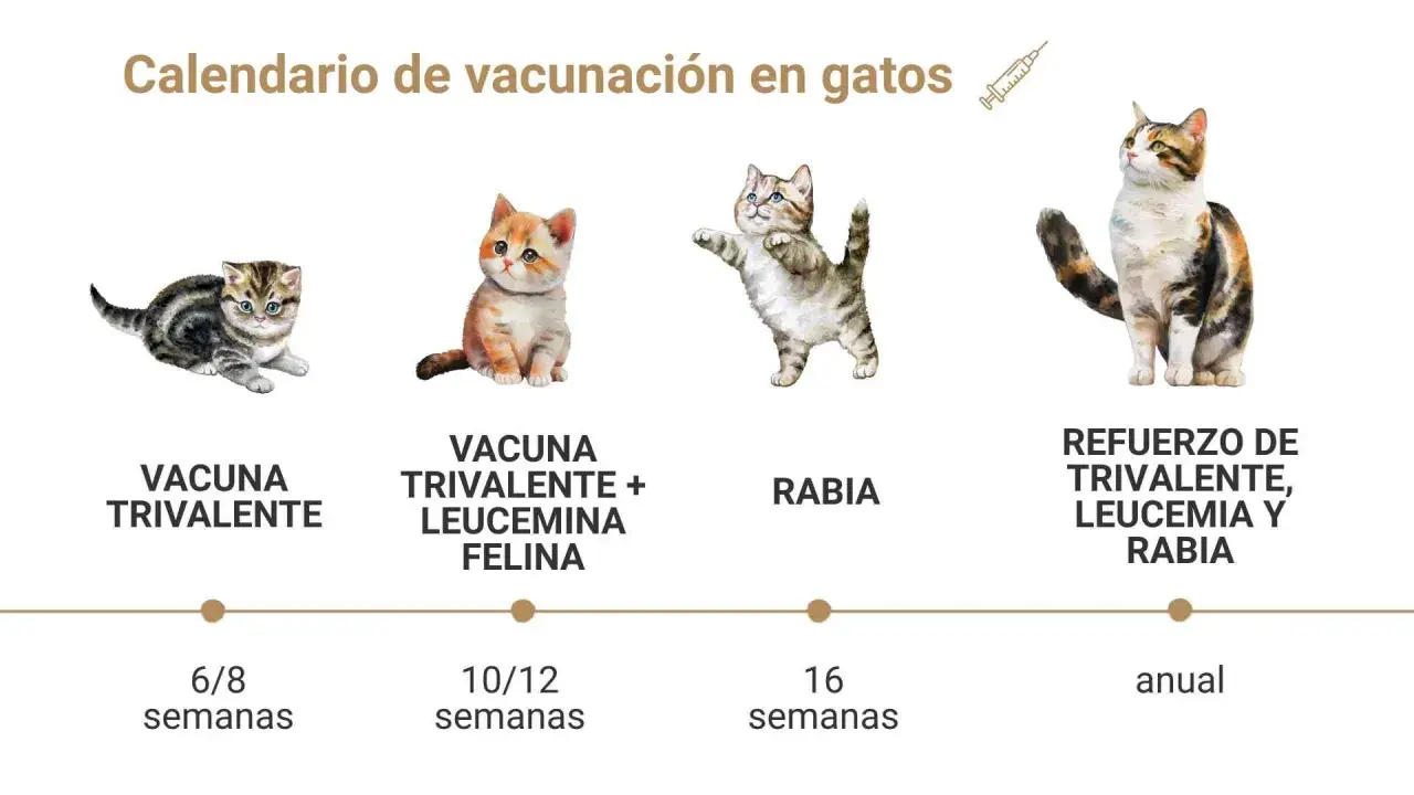 Calendario de vacunación felina: qué vacunas necesita un gato. Muestra las vacunas trivalente, leucemia felina y rabia, con sus refuerzos anuales.