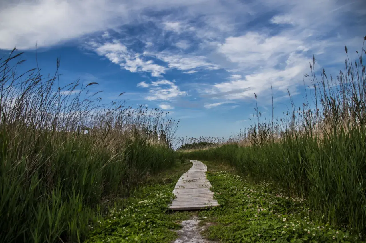 Sendero de madera serpentea entre juncos altos y flores silvestres, bajo un cielo azul con nubes algodonosas. Un lugar perfecto para un paseo tranquilo, quizás cerca de una font salada oliva.