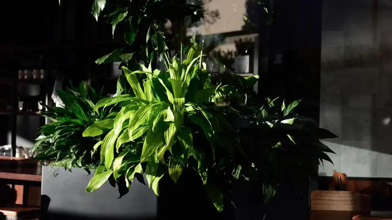 Duże, zielone liście rośliny w donicy. Zastanawiasz się, czy dracena jest trująca dla kota? Ta roślina wygląda na bezpieczną, ale lepiej sprawdzić.