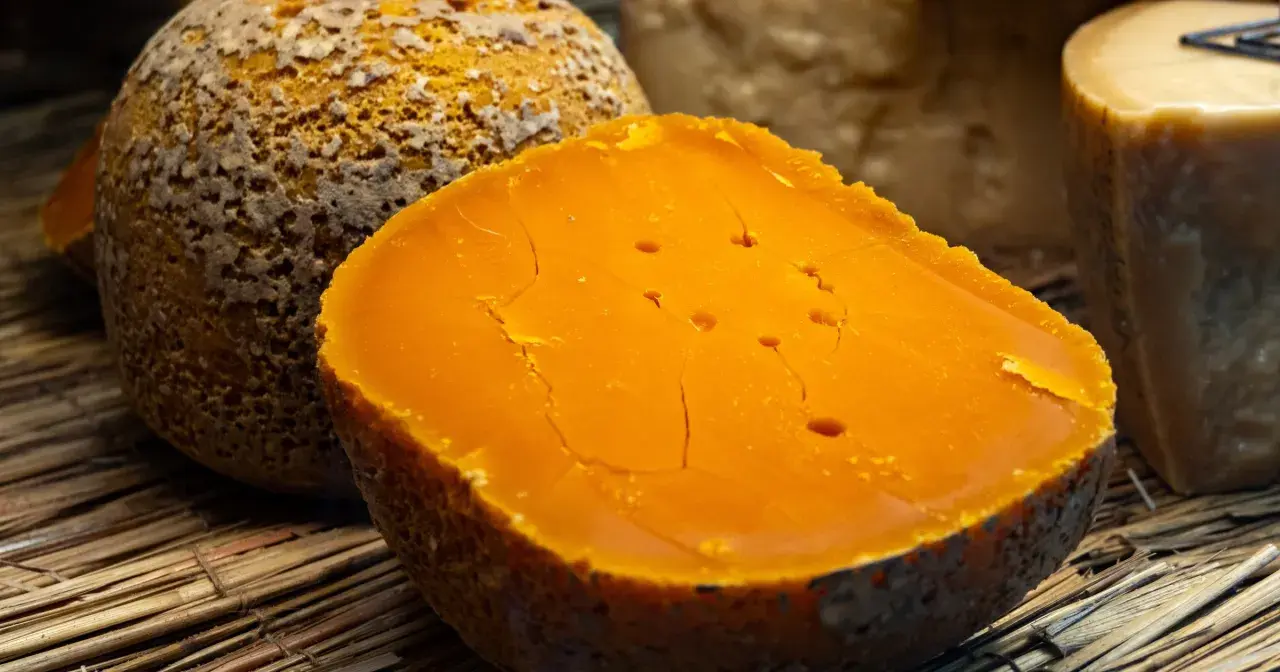Pomarańczowy ser di bufala z widocznymi pęknięciami i dziurkami, leżący na słomie obok innych serów.