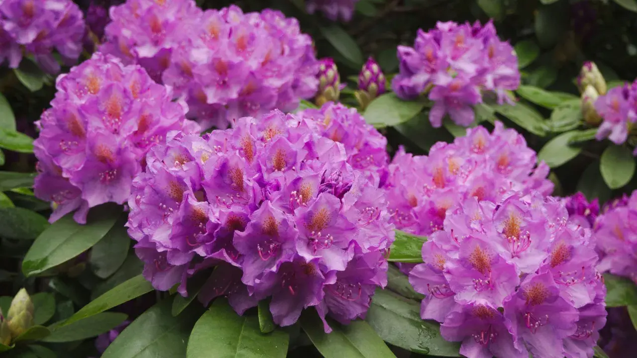 Kwitnące rododendrony w odcieniach fioletu i różu. Warto wiedzieć, jaka ziemia do rododendronów zapewni im najlepsze warunki do wzrostu.