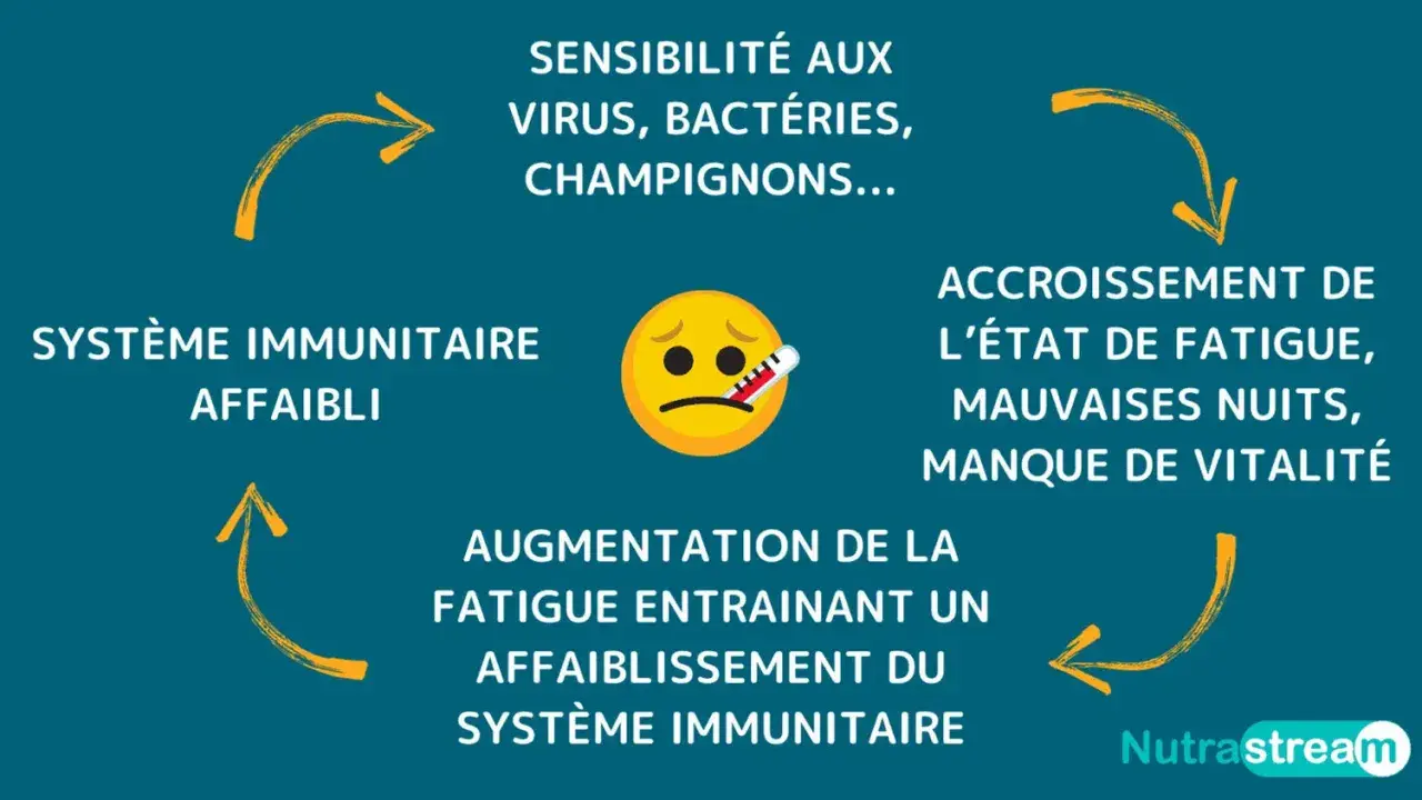 Un cercle vicieux : un système immunitaire affaibli rend sensible aux infections, causant fatigue et manque de vitalité, ce qui affaiblit encore plus le système immunitaire.