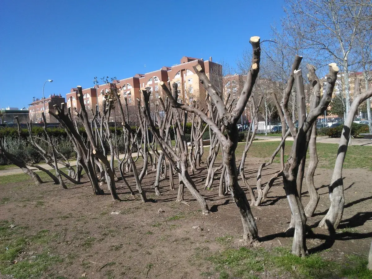 Une rangée d'amandiers taille adulte, aux troncs fins et tortueux, attend le printemps sous un ciel bleu.