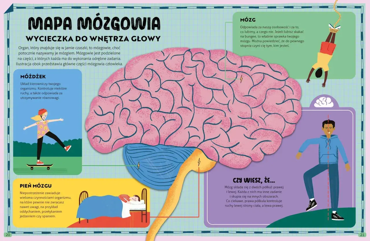 Ilustracja pokazuje mózg i jego części: móżdżek, pień mózgu i mózg. Tak działa mózg, kontrolując ruchy, równowagę, osobowość i funkcje życiowe.