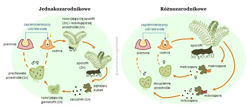 Rozmnażanie paproci: Cykl życia i proste metody domowe