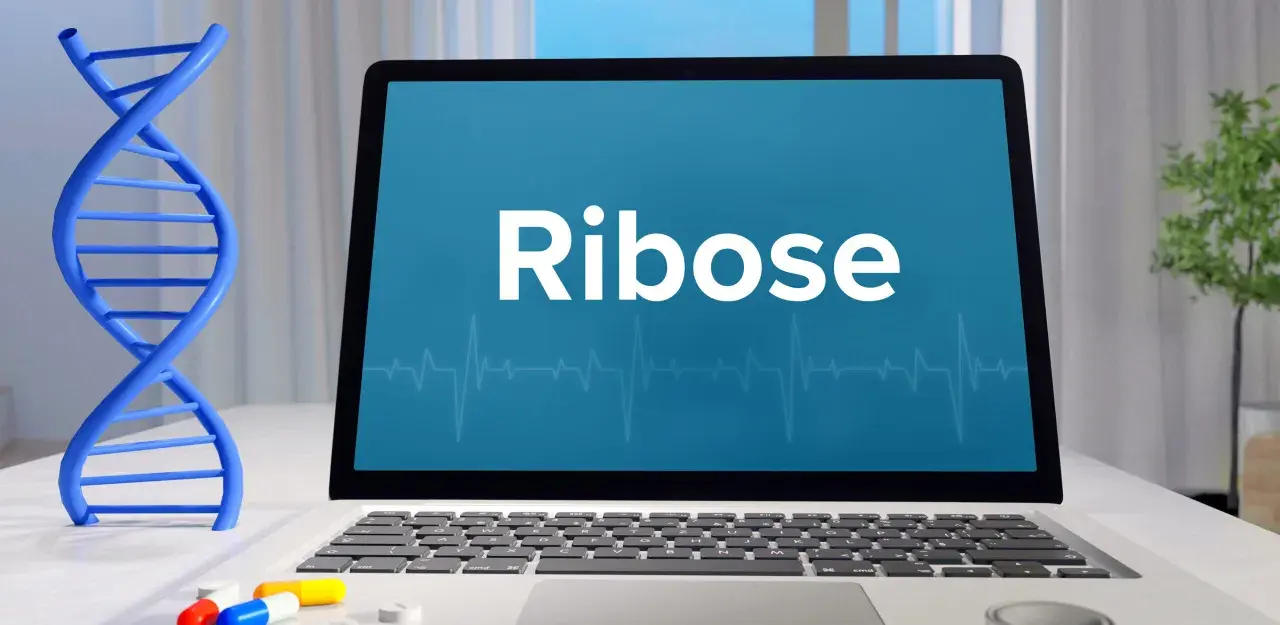 Ein Laptop zeigt "Ribose" an, daneben eine DNA-Helix und Pillen. Ribose ist ein wichtiger Zucker für das Leben.