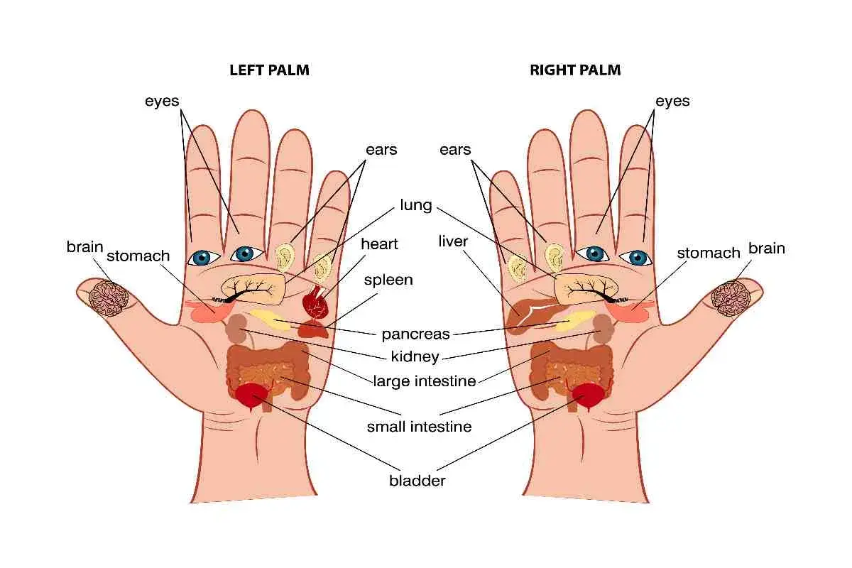 Schema dei punti mano che rappresentano organi come cervello, occhi, polmone, cuore, stomaco, pancreas, intestino e vescica.