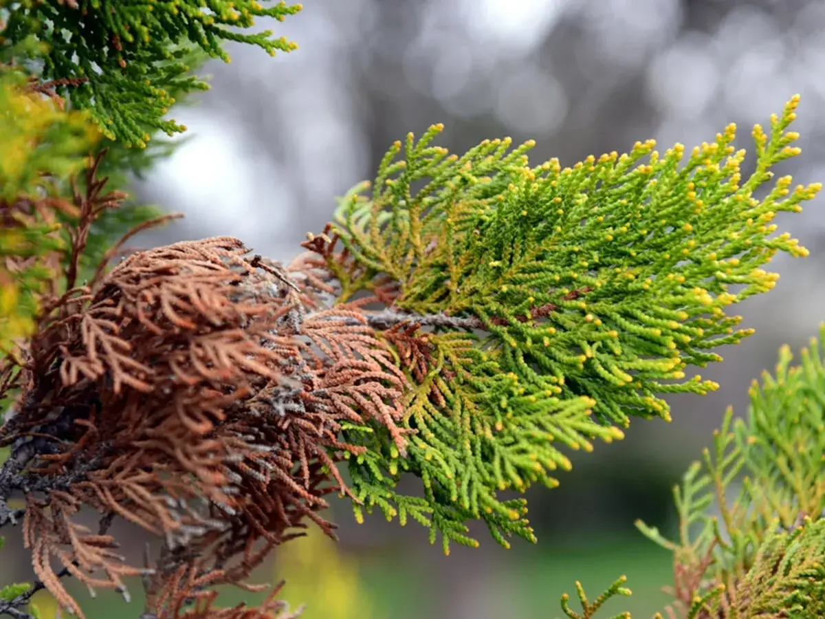 Thuja-Zweig mit gesunden grünen Nadeln und braunen, abgestorbenen Bereichen, die auf Thuja-Krankheiten hinweisen.
