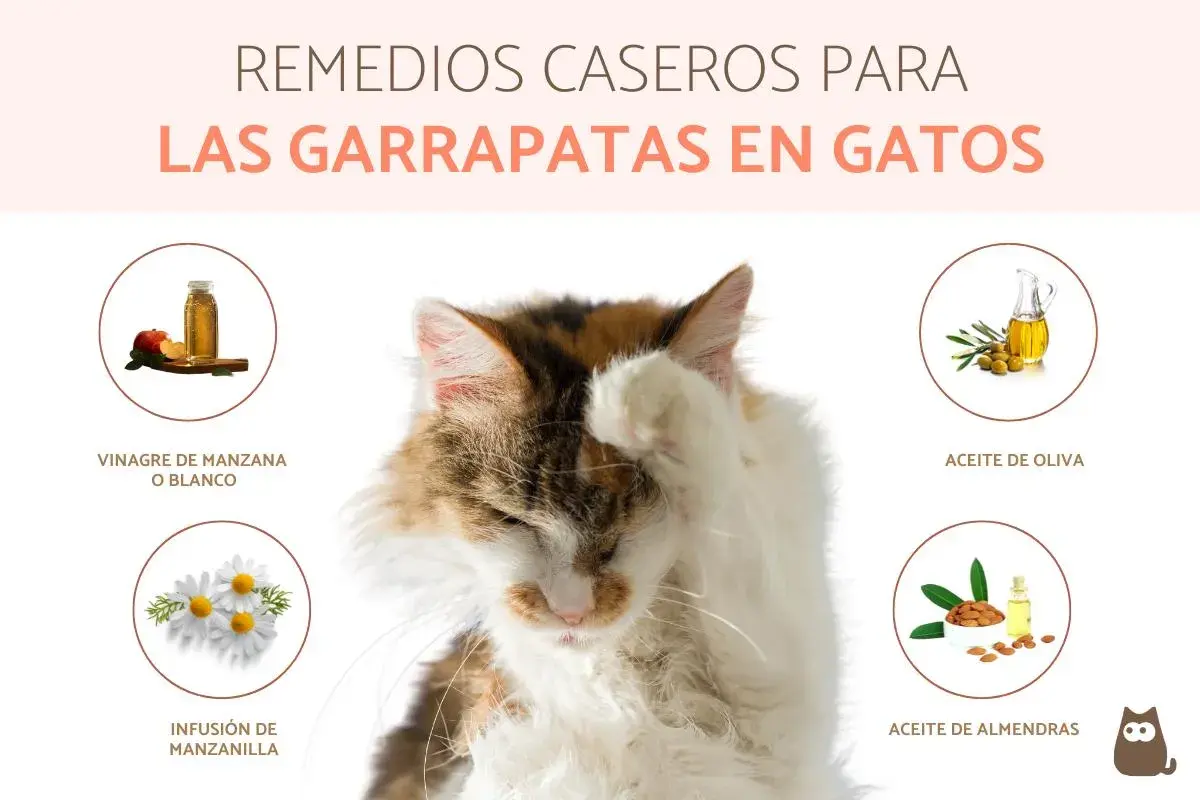 Gato con pata en la cara, rodeado de remedios caseros para eliminar garrapatas en gatos: vinagre, manzanilla, aceite de oliva y almendras.