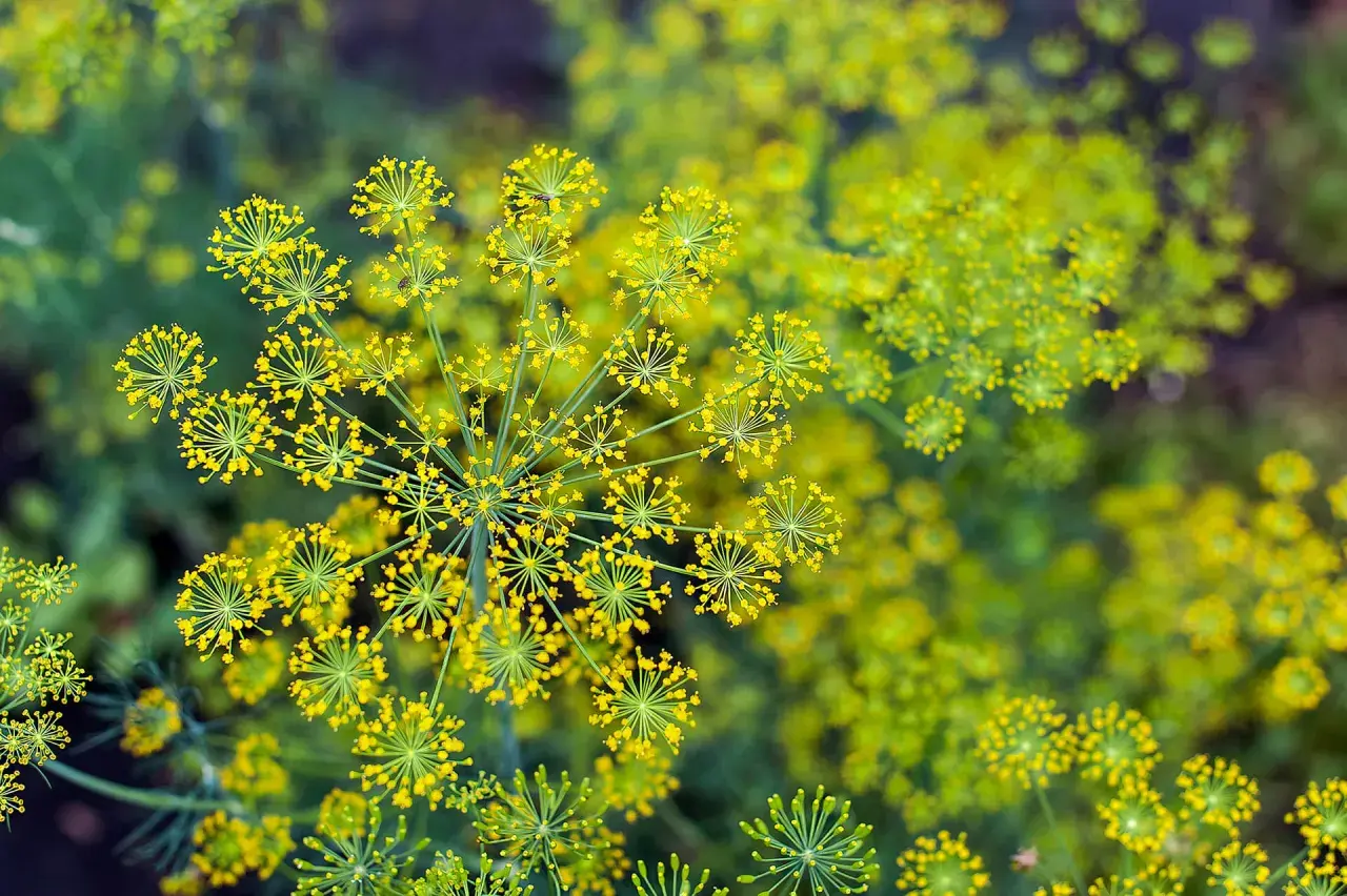 Fiori gialli di finocchietto selvatico, alcuni sembrano ombrellini. Attenzione, non tutto il finocchietto selvatico è commestibile, alcuni sono velenosi.