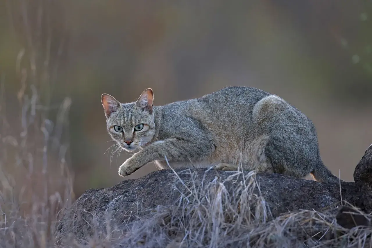 Gato montés doméstico, con pelaje grisáceo y ojos verdes, acecha sobre una roca.