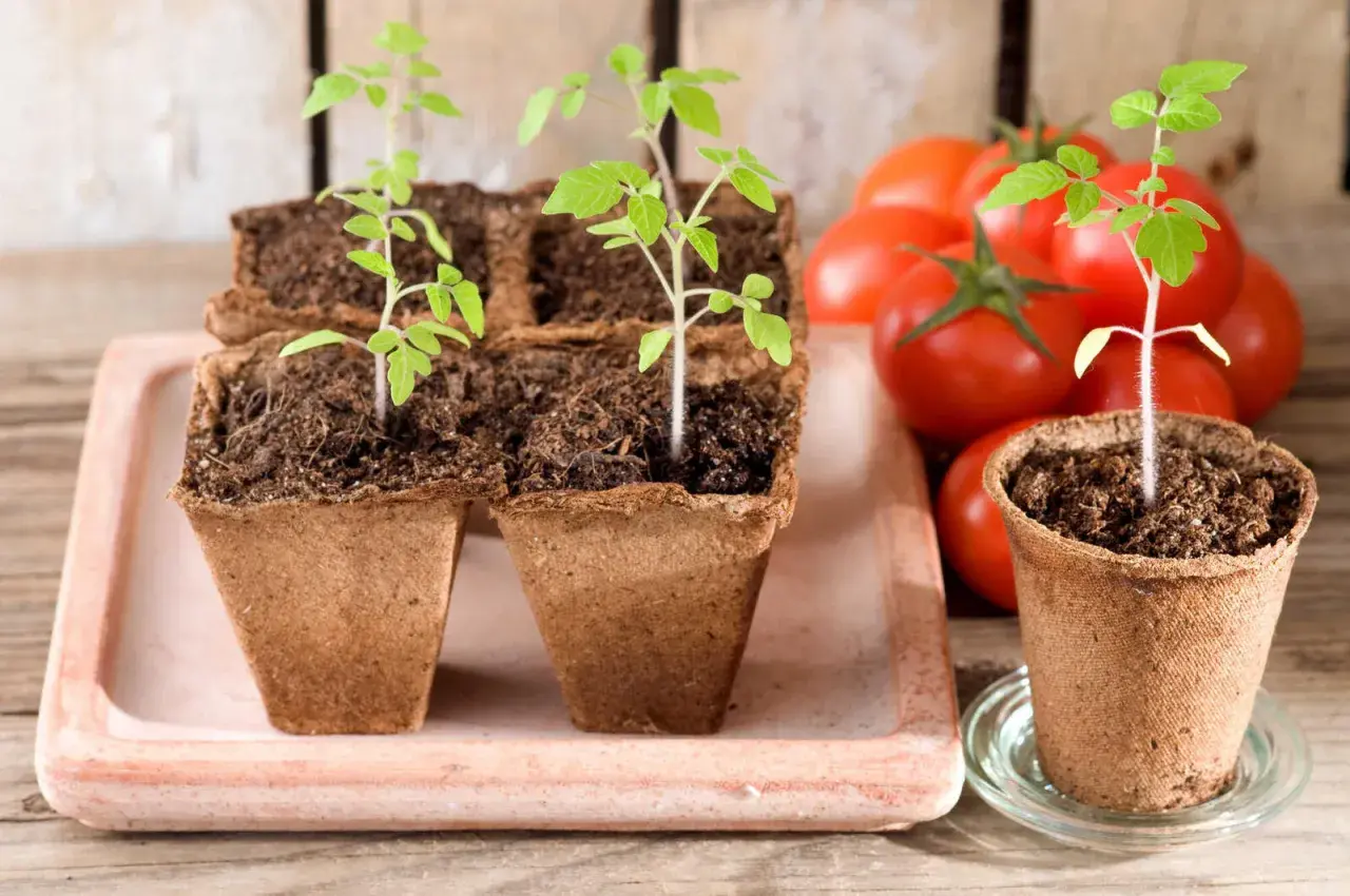 Kleine, grüne Tomatenpflanzen in Torftöpfen, bereit zum Auspflanzen. Im Hintergrund reife Tomaten.