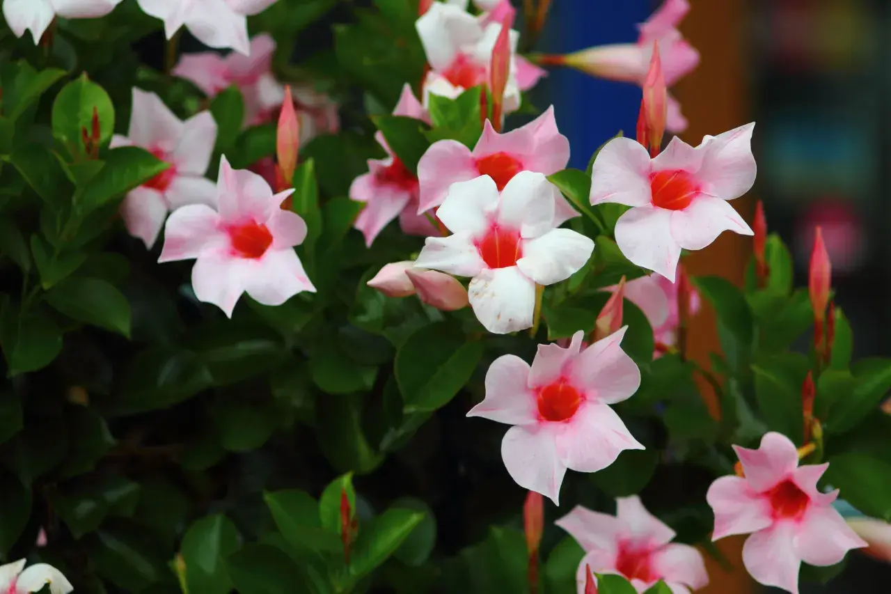 Fleurs de dipladenia en pleine terre, aux pétales roses et blancs avec un cœur rouge vif, s'épanouissent sur un feuillage vert luxuriant.