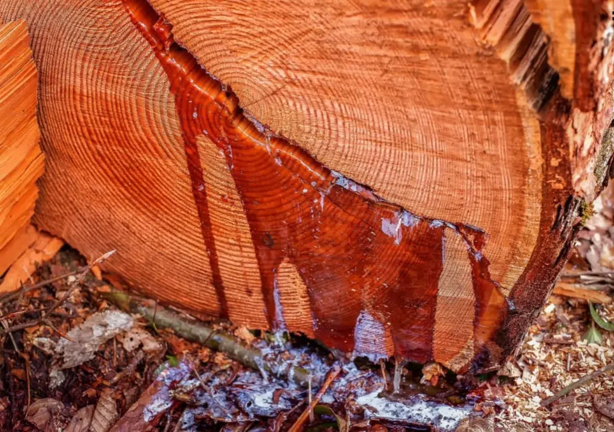 Tronco de madera resinosa con savia roja goteando sobre hojas secas y tierra.