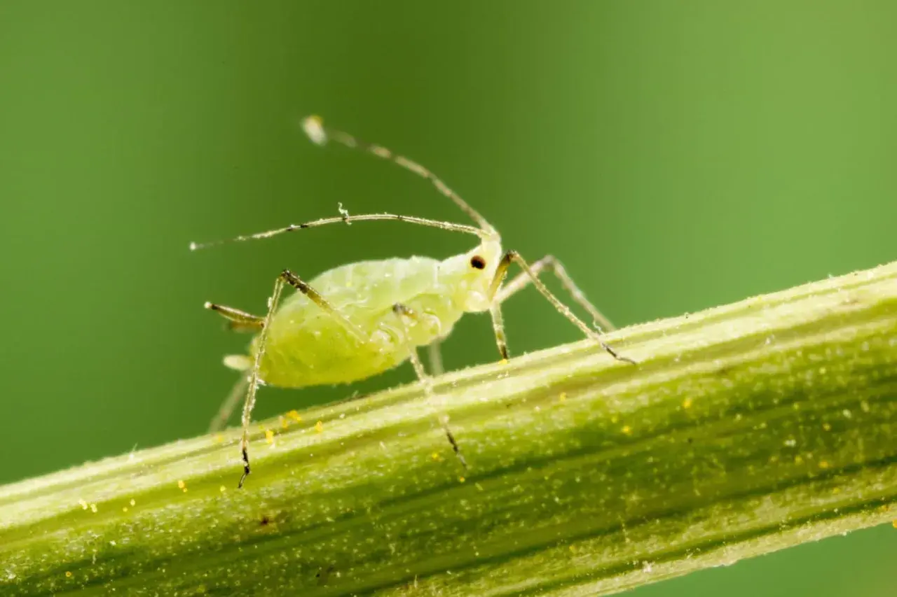 Puceron vert sur une tige, signe avant-coureur d'une invasion.
