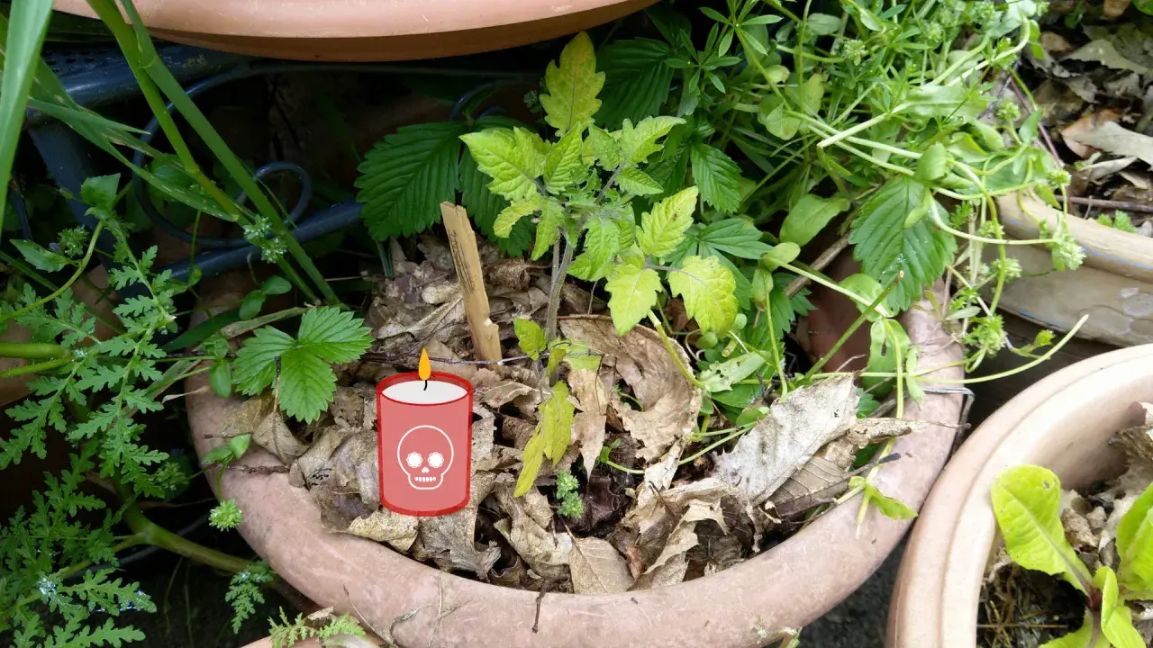 Un plant de tomate pâle et des feuilles mortes dans un pot. Une bougie avec une tête de mort suggère "pourquoi les plantes meurent chez moi".