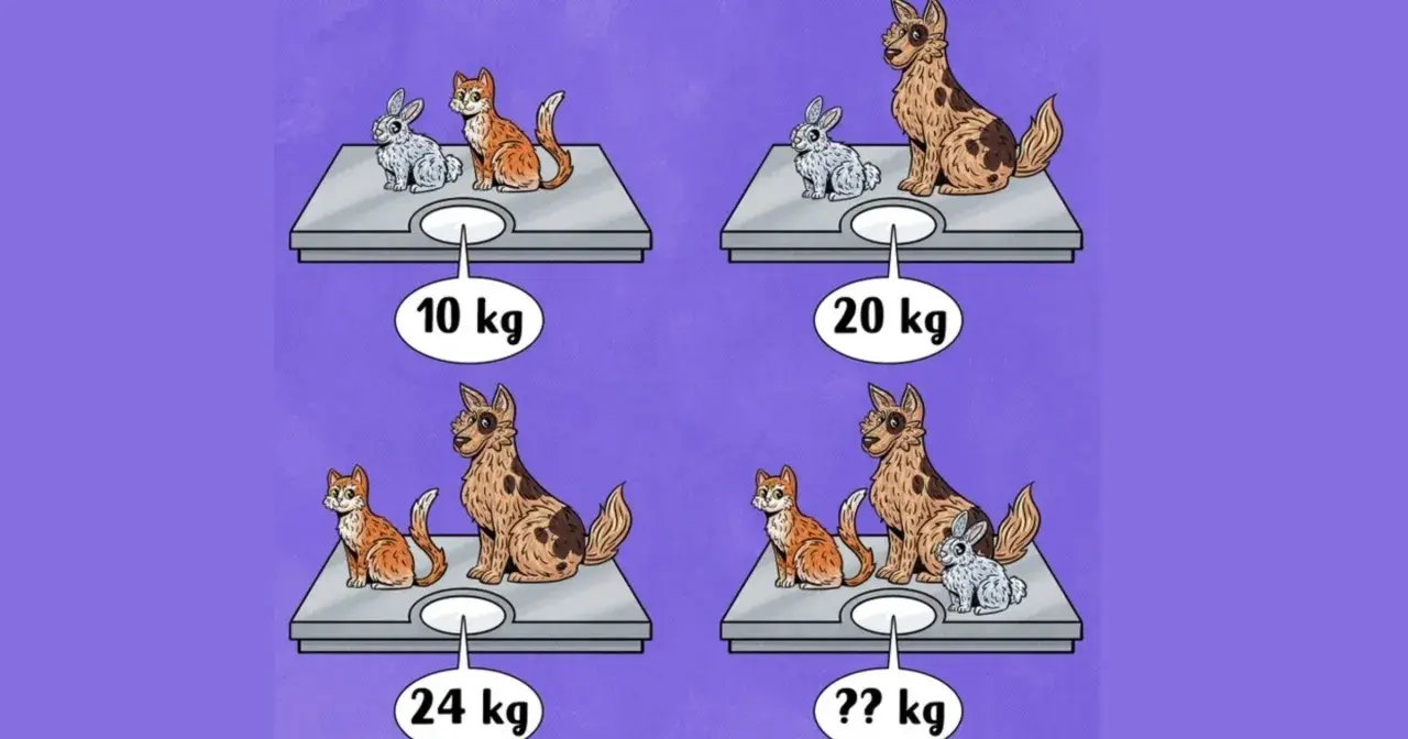 Królik i kot ważą 10 kg. Pies i królik 20 kg. Kot i pies 24 kg. Ile powinien ważyć kot? Obliczamy, ile waży kot.