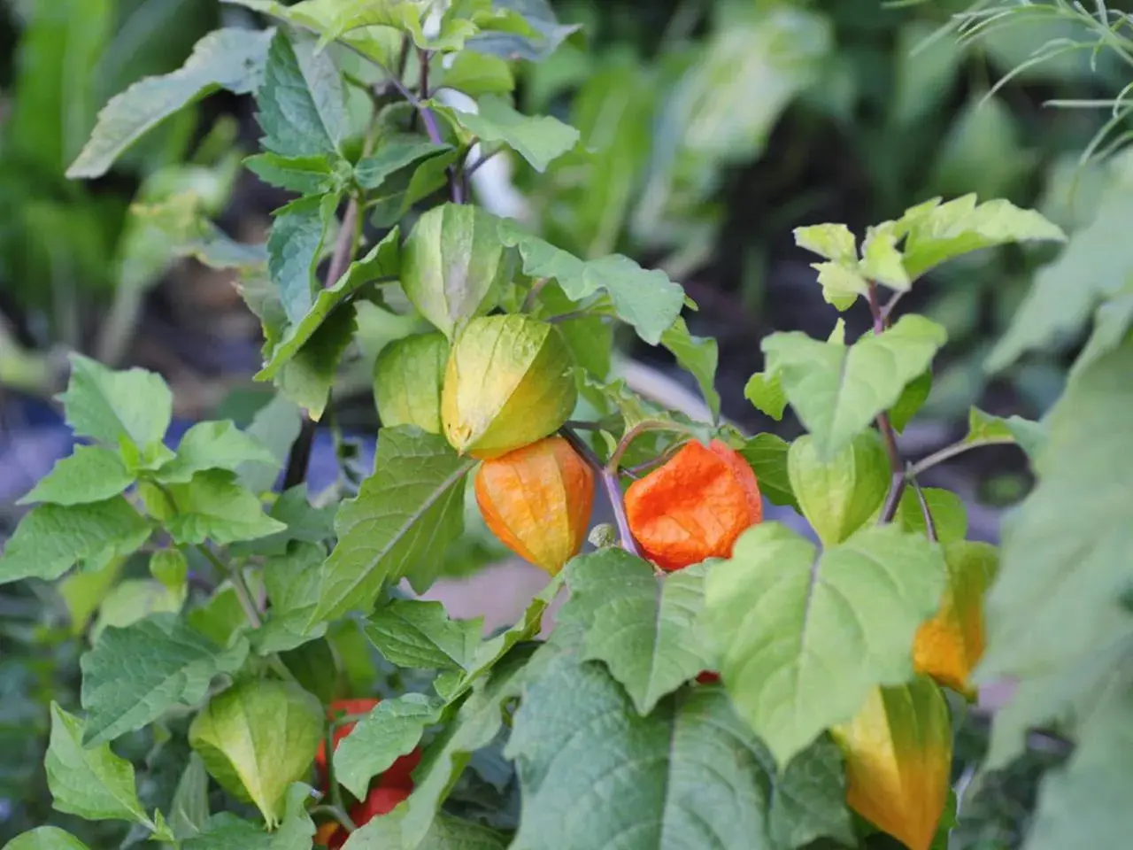 Reife Physalis-Früchte in leuchtendem Orange und Grün, umgeben von üppigem Laub. Der ideale Physalis Standort ist sonnig und geschützt.