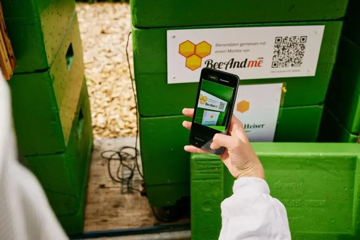 Skanowanie kodu QR na ulu BeeAndMe. Smartfon w dłoni pokazuje ekran z tym samym kodem, gotowy do odczytu danych.
