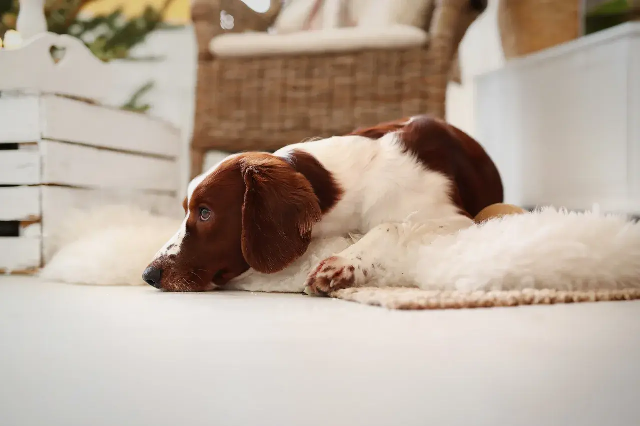 Ein braun-weißer Hund liegt auf einer Decke und schaut nachdenklich.