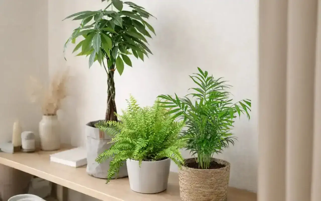 Drei grüne Zimmerpflanzen, darunter ein Farn und eine Palme, stehen auf einem Regal. Diese katzenfreundlichen Pflanzen bringen Leben in den Raum.