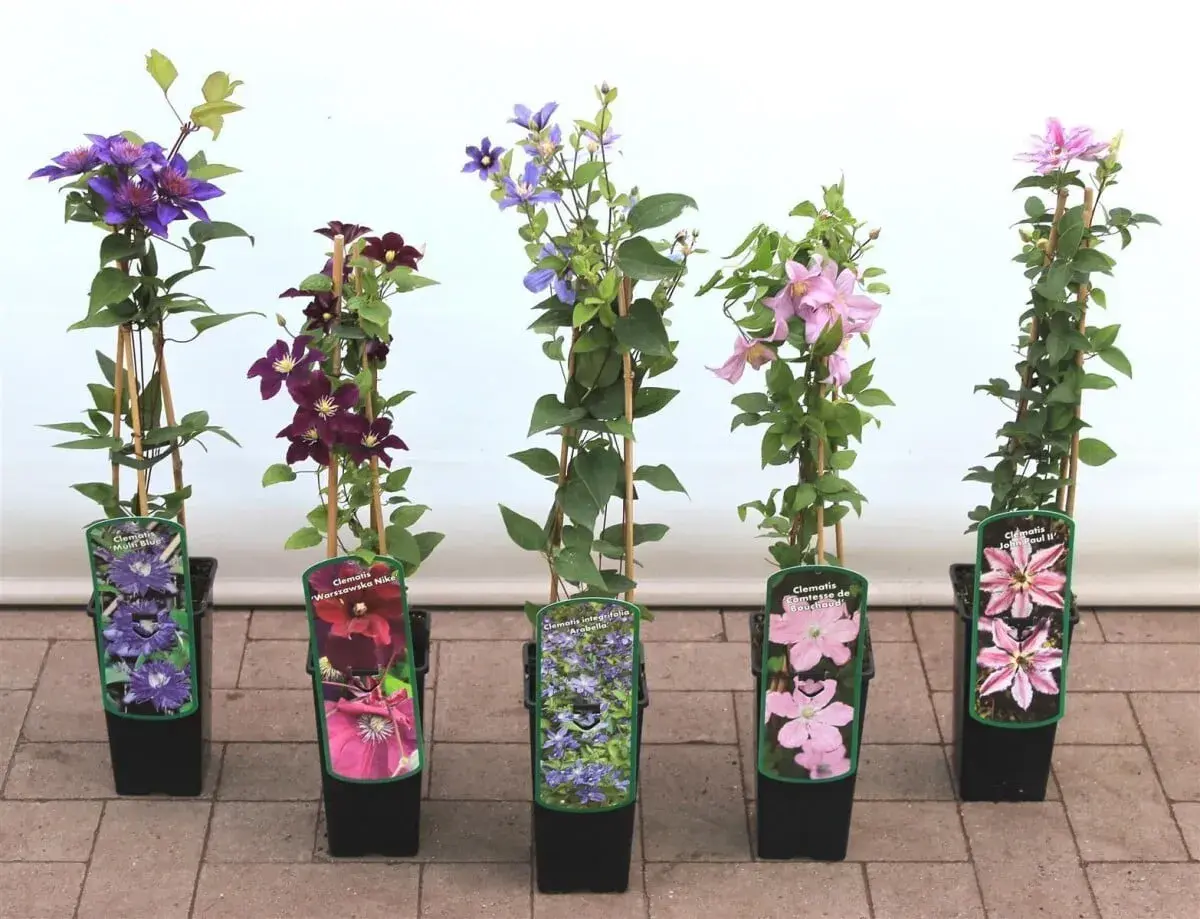 Fünf verschiedene Clematis-Sorten, bereit zum Clematis pflanzen: blau, dunkelrot, hellrosa und zweifarbig.