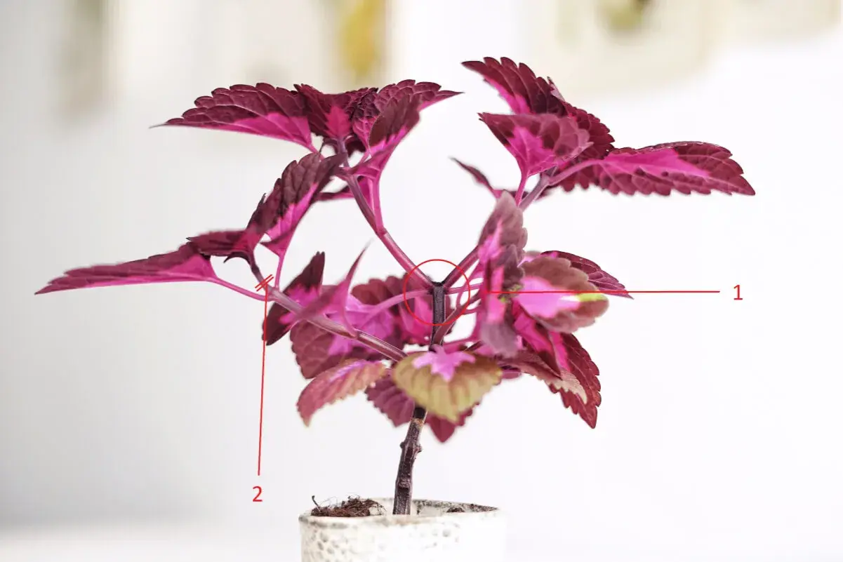 En vacker palettblad 'China Rose' med djupt rosa och lila blad.
