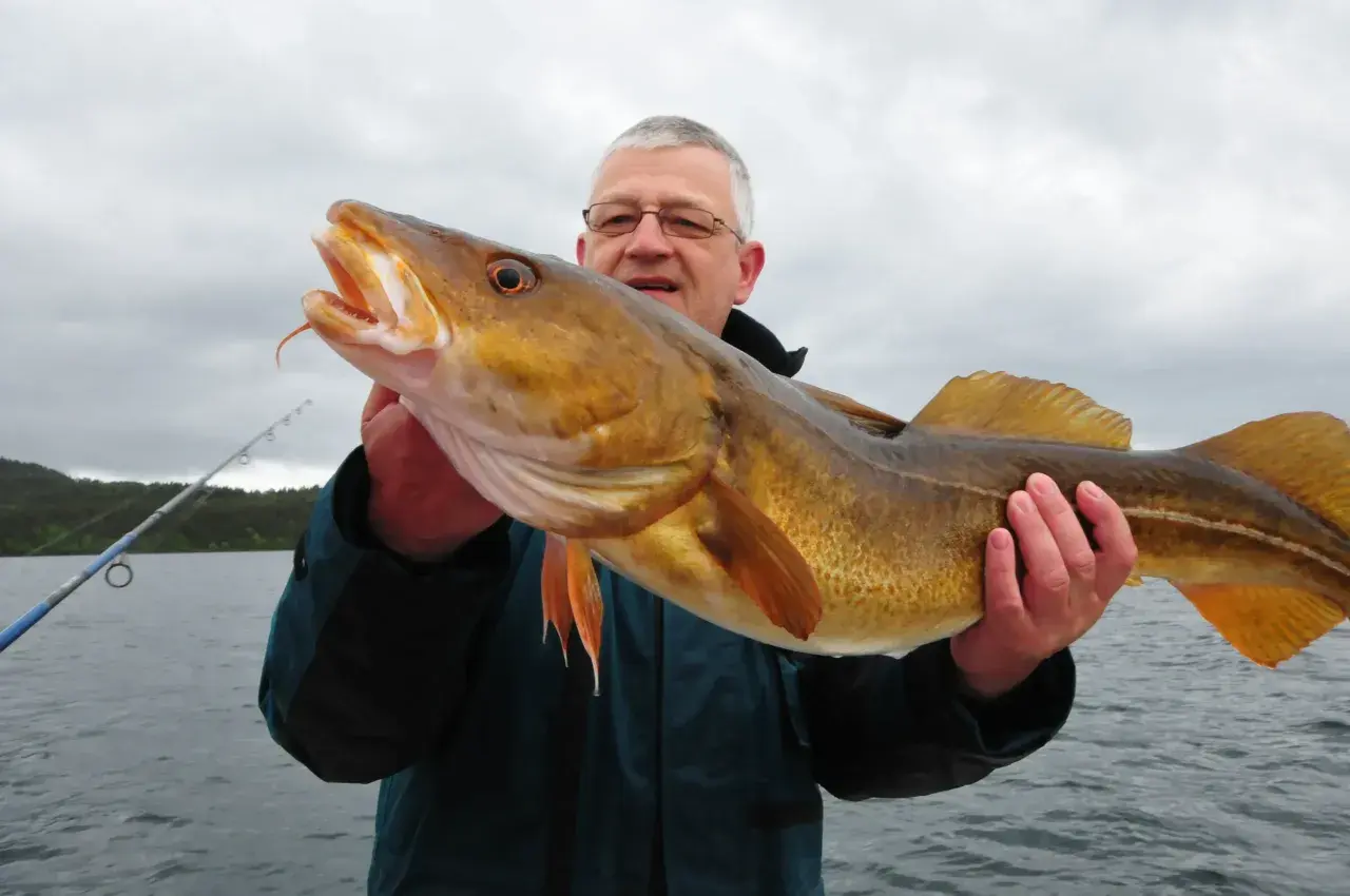 Glücklicher Angler präsentiert stolz seinen Fang: ein großer Dorsch beim Dorsch angeln in Norwegen.
