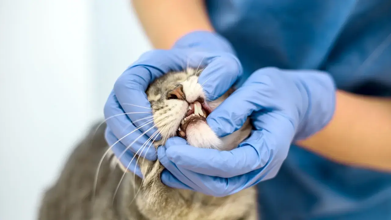 Veterinarian checks a cat's mouth, revealing pale gums, a sign that needs attention.
